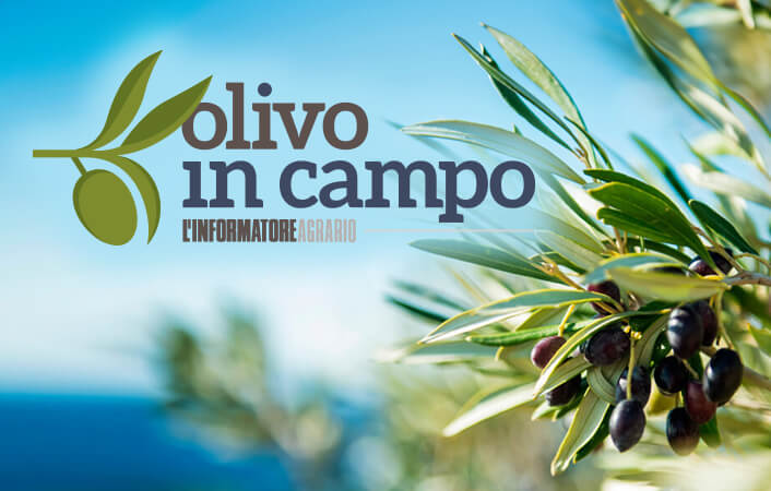 Olivo in Campo - Edizione 2023