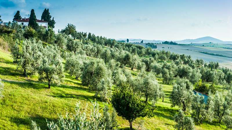 Coltivati a olivo